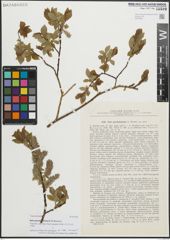 Foto von Salix pseudodepressa A. K. Skvortsov